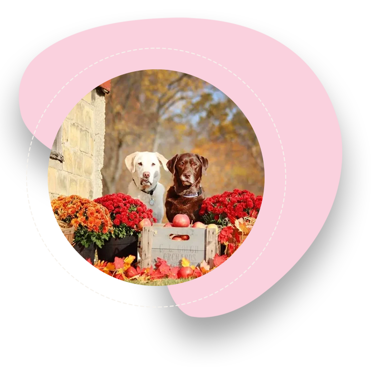 A pink circle with two dogs sitting on top of it.